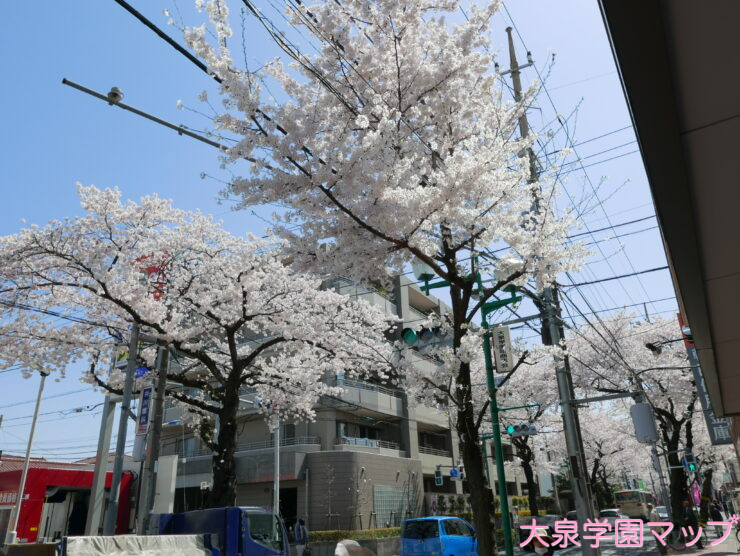 バス通りの桜