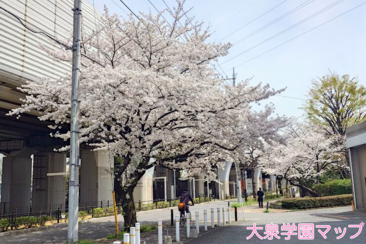 大泉学園の関越沿いの桜