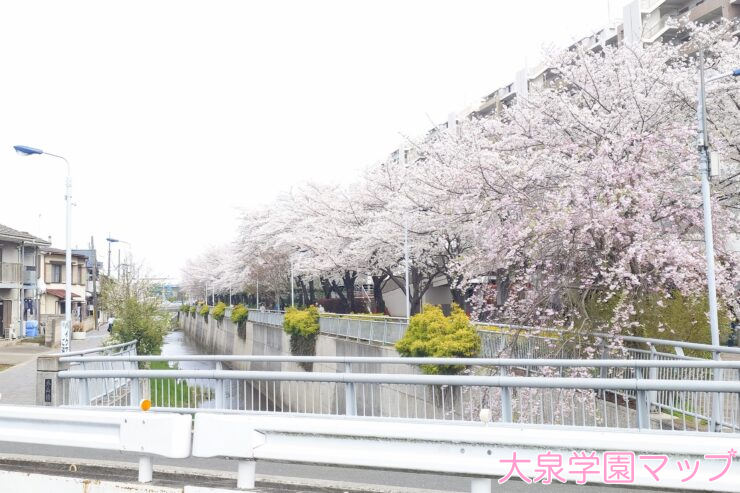 とやまはし沿い付近の桜