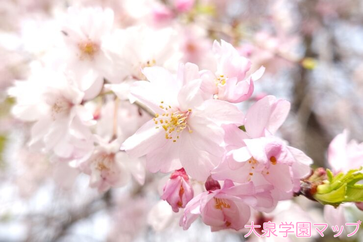 大泉学園・北園付近の桜