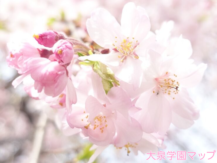 大泉学園の桜