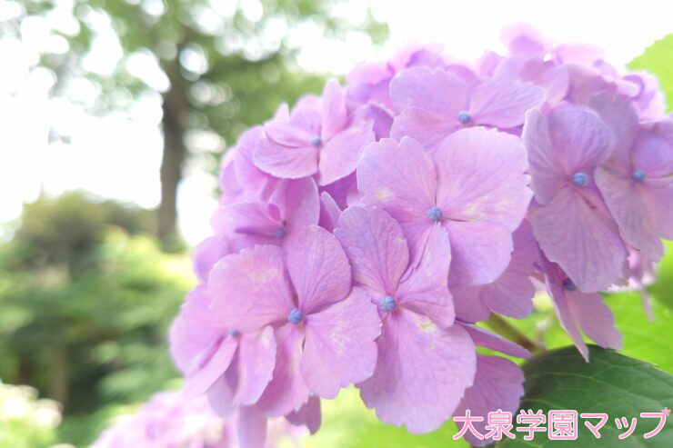 紫陽花(あじさい)